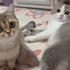天冷了，猫咪们要开始胖起来咯