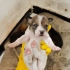 小奶狗出生第23天，一天一个变化，会走路了萌萌的好可爱！