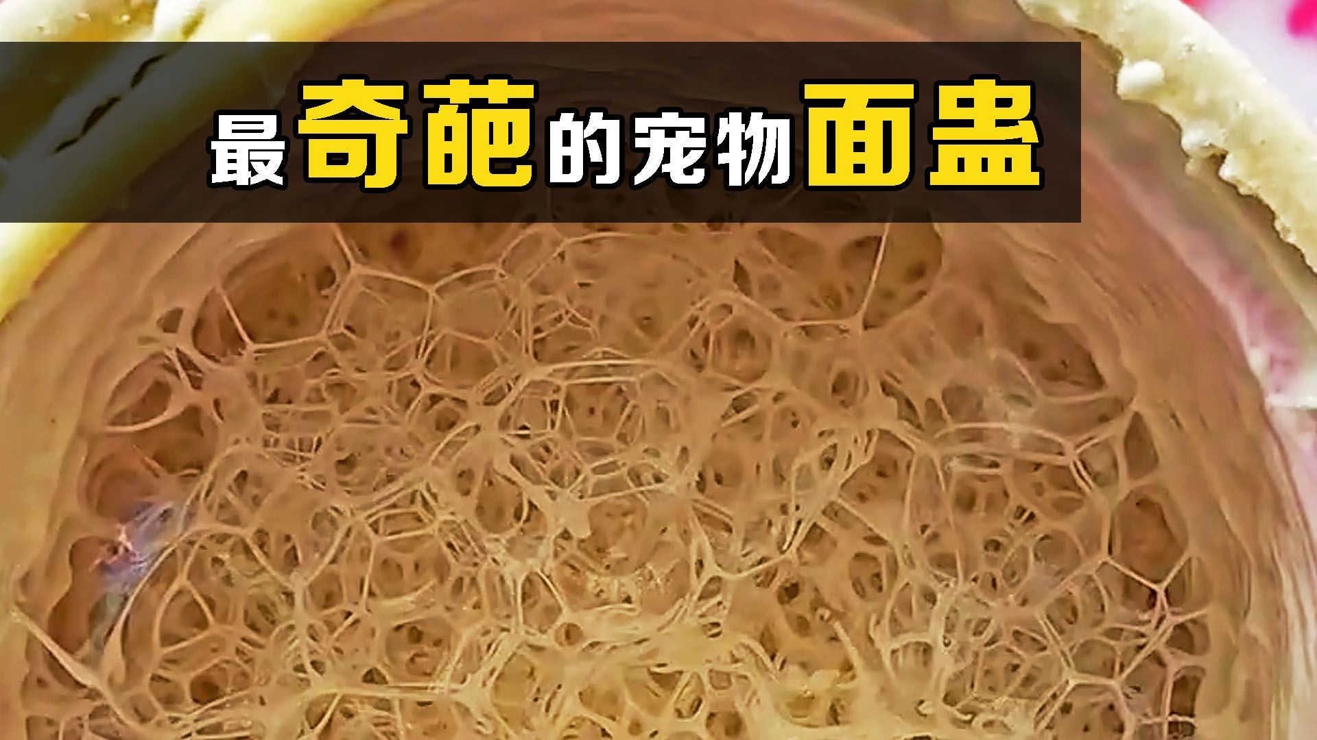 当代年轻人的邪修宠物，面蛊！为什么面团还能当宠物养？