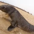 一天救助13只海狮宝宝【纳米比亚海洋保护队】