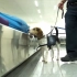 比格犬在机场检查食物
