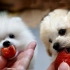 第一次吃草莓的小狗狗可爱的反应！