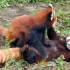 【红熊猫】救命啊！打熊啦！