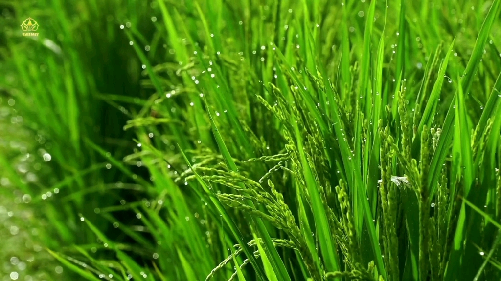 『高频能量音疗』超强净化▪提高振动频率▪缓解疲劳▪释放潜意识障碍▪去除负能量▪增强运势▪清净磁场▪深度放松助眠（睡觉时听，可以在睡梦中清理负面情绪释放压力）