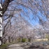 樱花 八木崎公園 富士御室浅間神社 Cherry Blossoms At Yagisaki Park & Fuji-Om