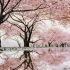 【白噪音】【学习向】【放松】3小时丨春天的樱花雨（下雨声，鸟叫声，樱花飘落）