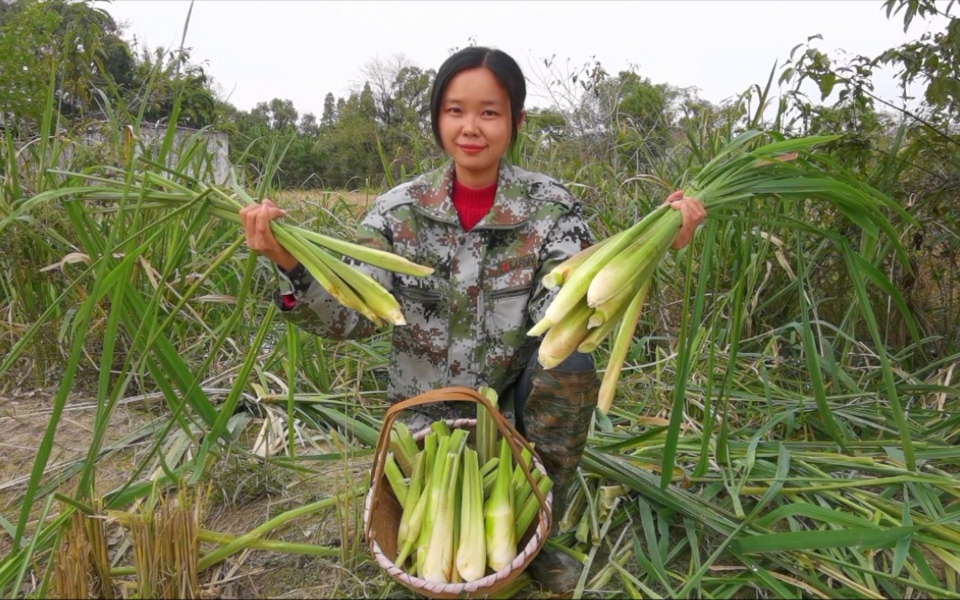 农村河边茭白太多了，香香拔去喂兔子，又嫩又甜为啥就没人吃呢？