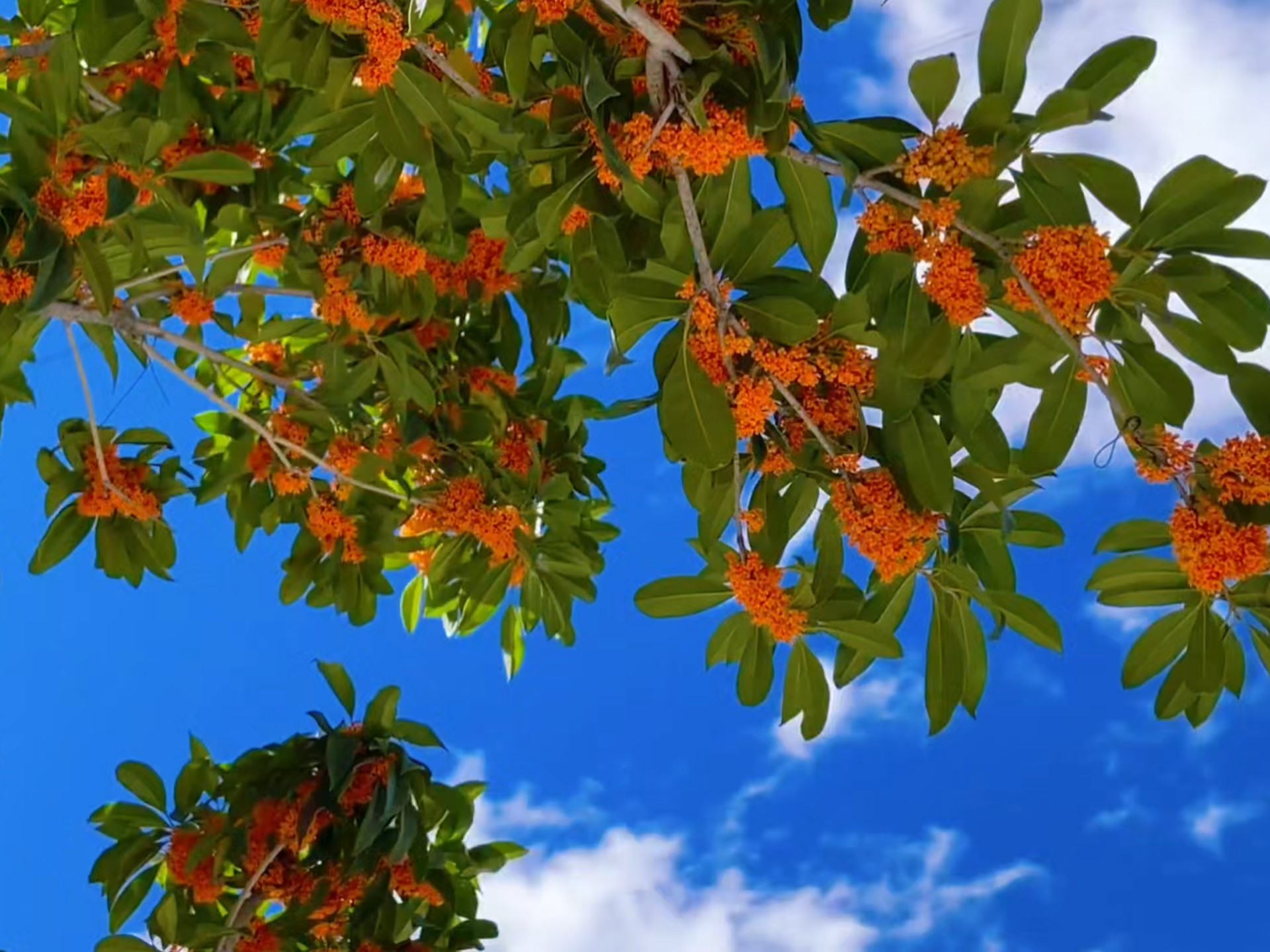 桂花是秋天的第一场雨，不小心就被淋了一身秋意1-BV1rQnRzZE68