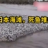 日本海滩惊现成堆的死鱼，当地人表示：80年来头回见！