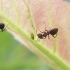 动物界的牧马人，蚂蚁养蚜虫竟然是为了吃屎？