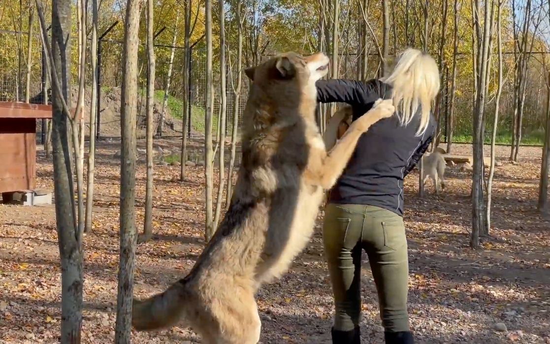当大灰狼见到兽医，会是什么反应？