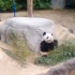 ［旅美］大熊猫乐乐坐着竹叶吃竹竿 奢侈小熊就是你❛‿˂̵✧ 2011.02.21