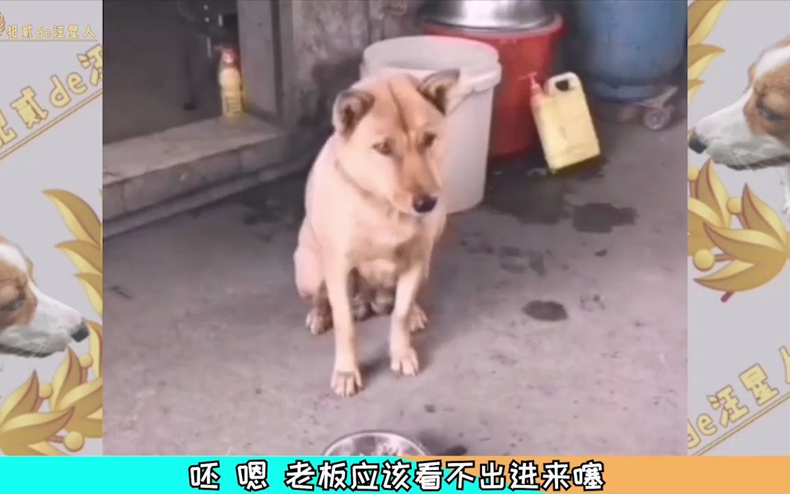 搞笑-蚊子:混口饭吃,不至于吧?