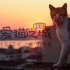 2018超清中字预告《爱猫之城 Kedi》
