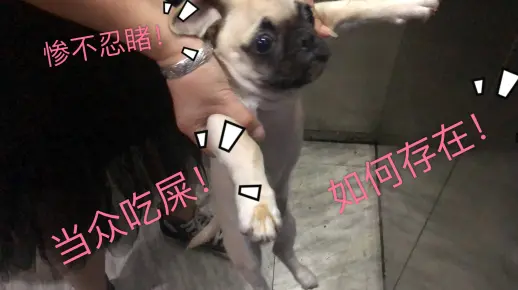 【巴哥】！如果你们家狗狗当众吃屎！
