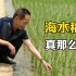 海水稻是什么？对于如今的中国和世界，意味着什么？