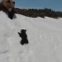 熊宝宝跟妈妈爬雪山，小熊几次惊险的滑落山底却都没放弃，真顽强