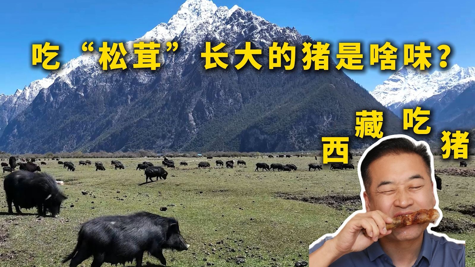 特厨溯源|吃“松茸”长大的猪是什么味道?—藏香猪-特厨隋坡-特厨隋坡-哔哩哔哩视频
