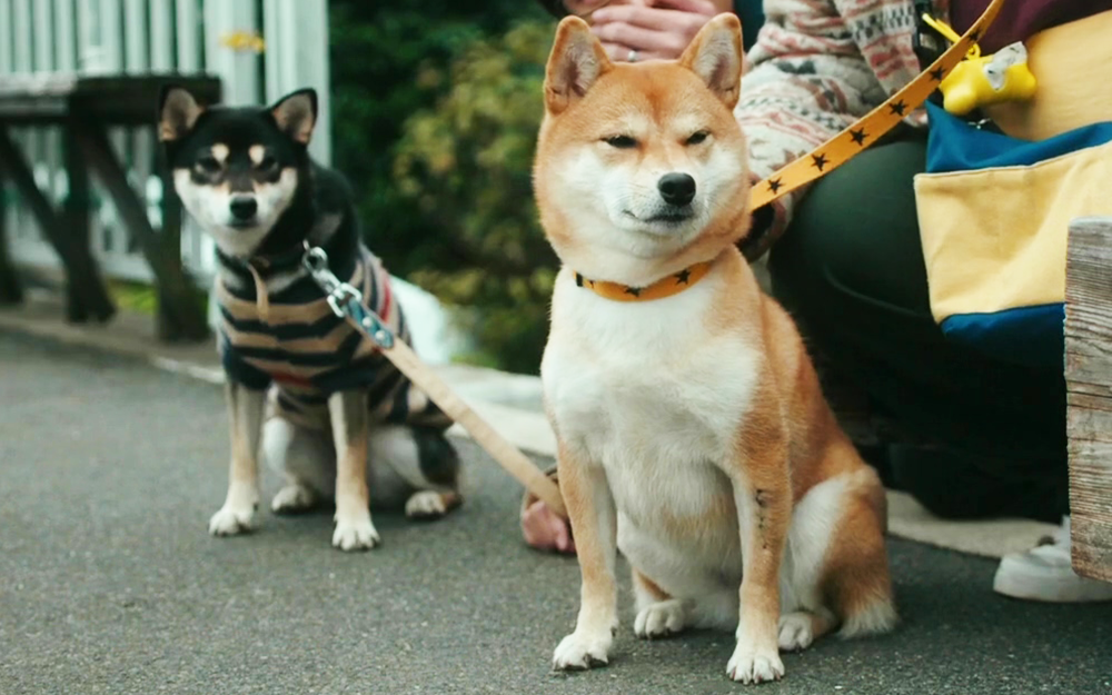 【柴犬公园】日系宠物喜剧片，铲屎官的日常