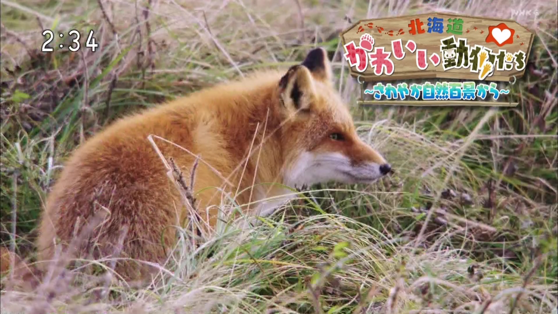 北海道 かわいい 動物 たち