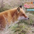 北海道・かわいい動物たち～さわやか自然百景から～