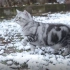 小喵们第一次看到雪的反应， 一年前视频
