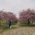 春天到了，上海辰山植物园樱花开了，真漂亮