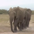 【动物王国】非洲象（1080p）