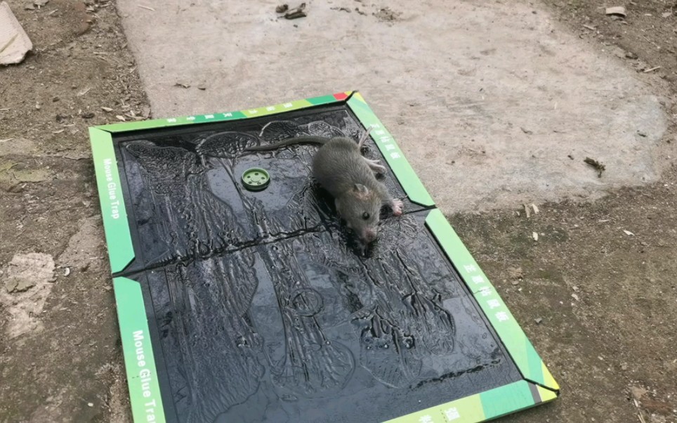 我给骚扰我的老鼠小子洗个热水澡！