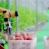 寿光超级智能温室，年产西红柿平均每亩27吨！