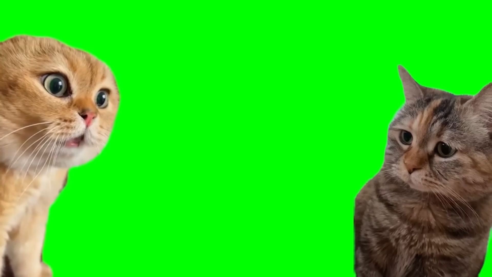 【高清】质问猫和委屈猫1分钟猫meme绿幕素材我要吃饺子我要吃馄饨猫辣辣滴