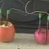 【科学实验】水果居然也能做电池？