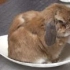 【垂耳兔】肚子太饿坐进碗里催饭【chapp君】