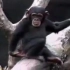 [爆笑] 黑猩猩在树上扣自己屁眼 被臭晕 太搞笑了 || 黑猩猩也会从树上掉下来