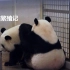【国家地理（HD)】新加坡河川生态园 大熊猫繁殖记【中文字幕】