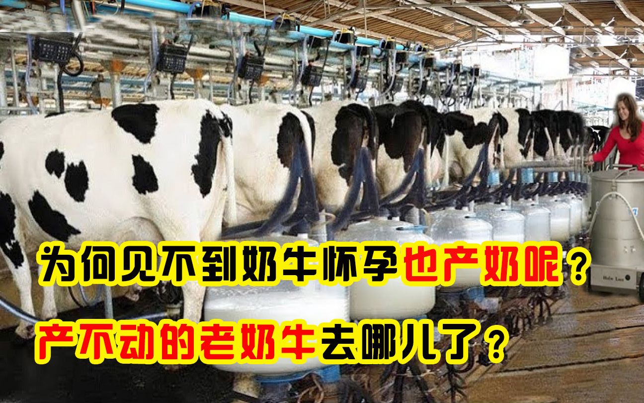 为什么奶牛不怀孕，却能一直产奶呢？等奶牛老了会被送去哪儿？