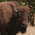 美国动物8K超高清–野生动物纪录片