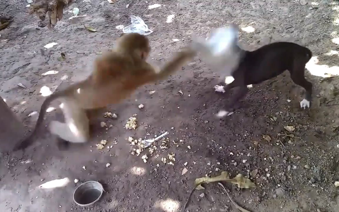 com/a6373834642826903809/ 实拍:猴子和狗打架 好贱的猴子 抡起锅锅