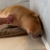 吸水豚一时爽，一直吸一直爽 水豚：铲屎的，你礼貌吗？ #卡皮巴拉 #capybara#萌宠 #动物 #可乐萌宠星球