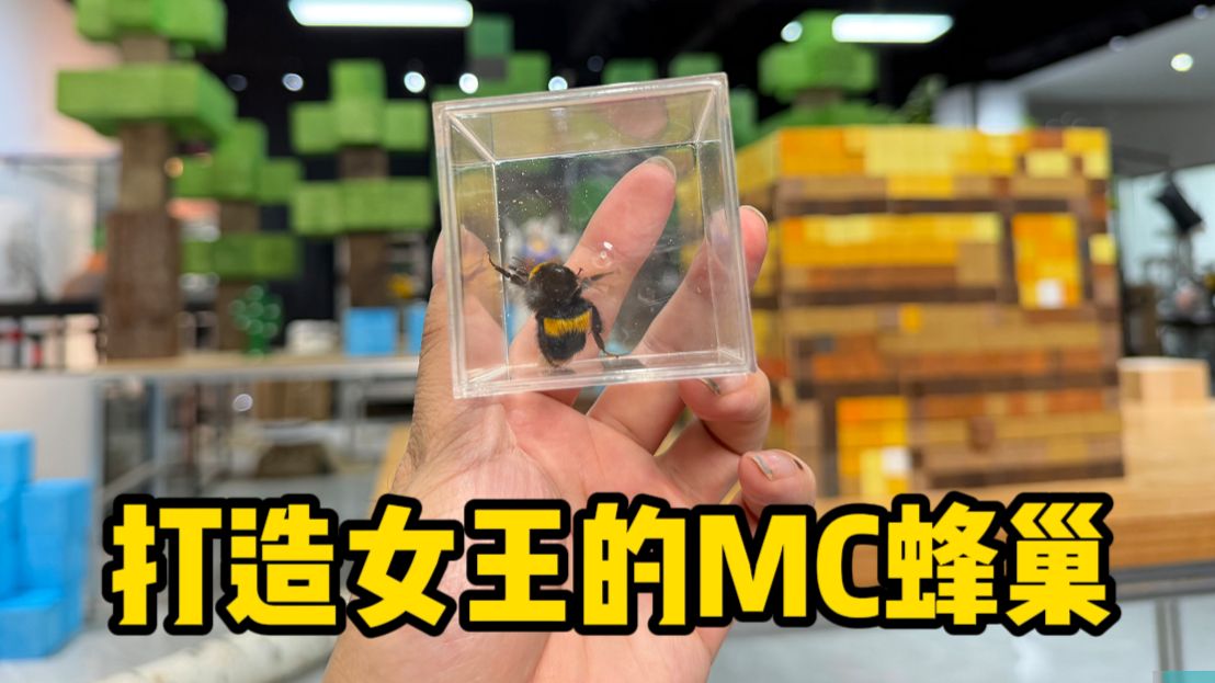 打造女王的现实版MC蜂巢！