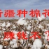 在新疆种植棉花真的赚钱吗?可是为什么农民看到收益却哭了