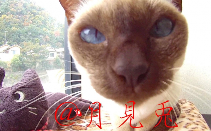[Japanese Cat Cafe9 First View] Jerking off a cat and encountering a bear child 50 Days in Kyoto with Tsukimi Rabbit Day 22