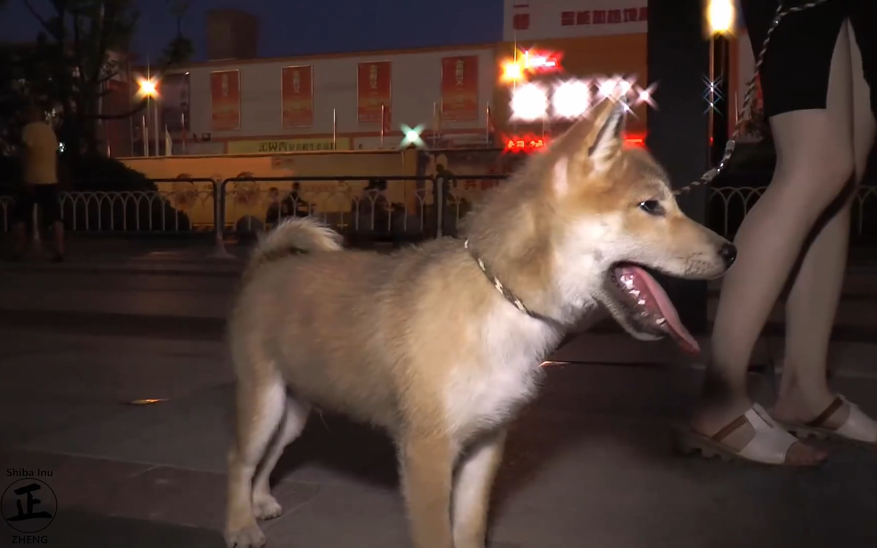 [柴犬阿正]一只晚上出门人来疯的狗_动物圈_生活_bili