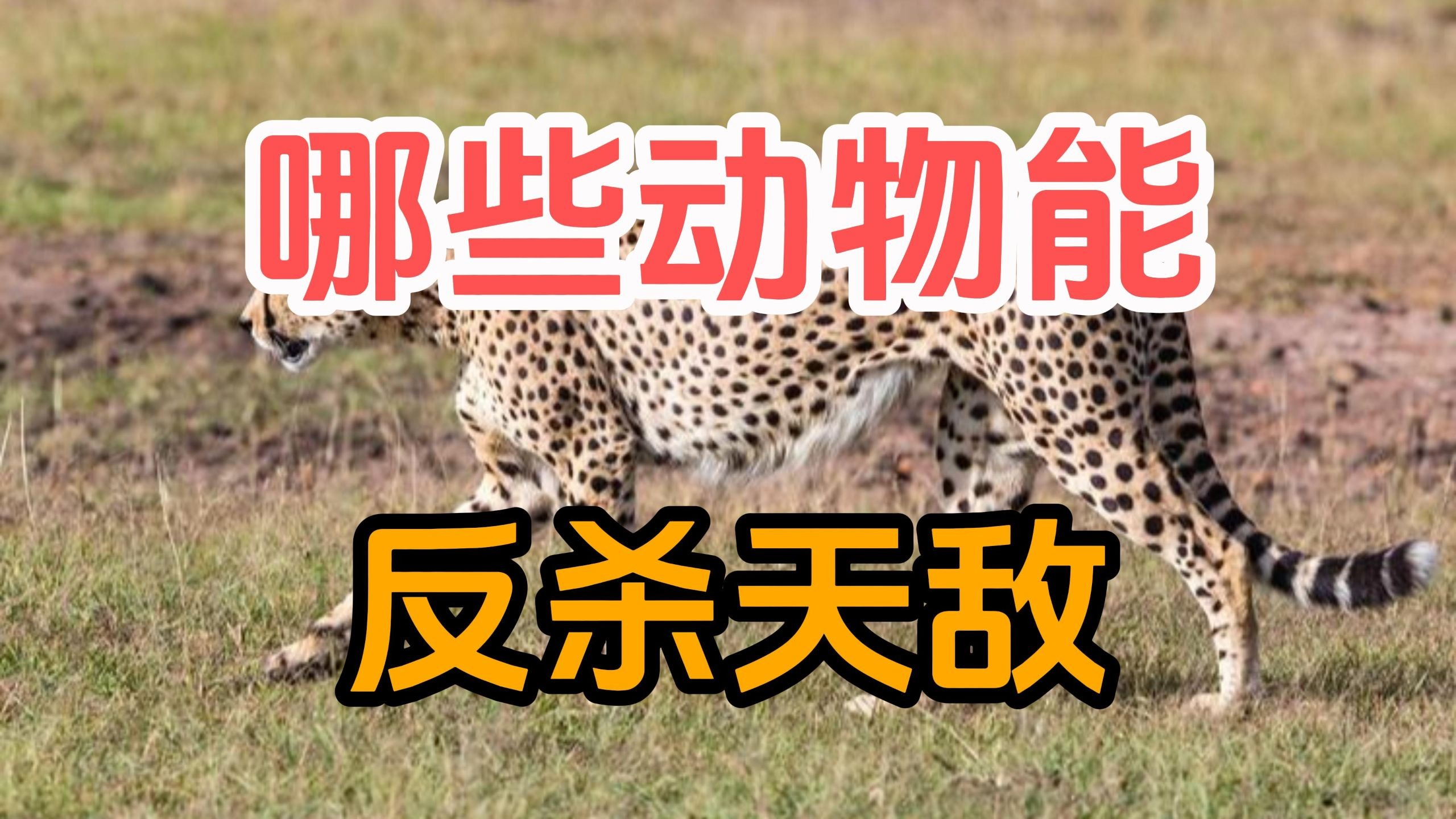 自然界有哪些反杀自己天敌的案例？