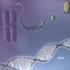 【生物动画】从DNA到蛋白质（转录，翻译）