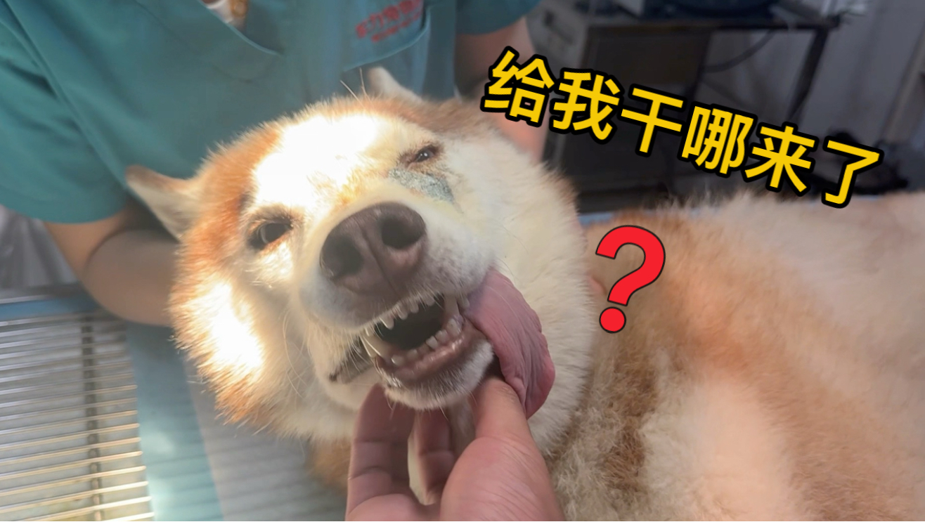 二哈打架受伤后续，得麻醉缝几针，又可怜又好笑！