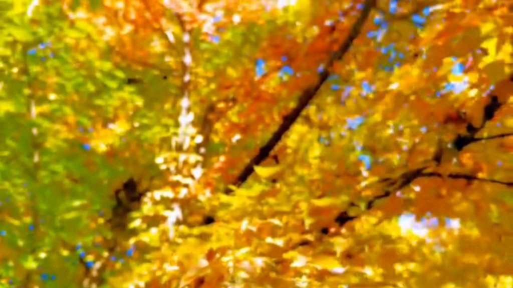 [实拍视频]秋天的美景