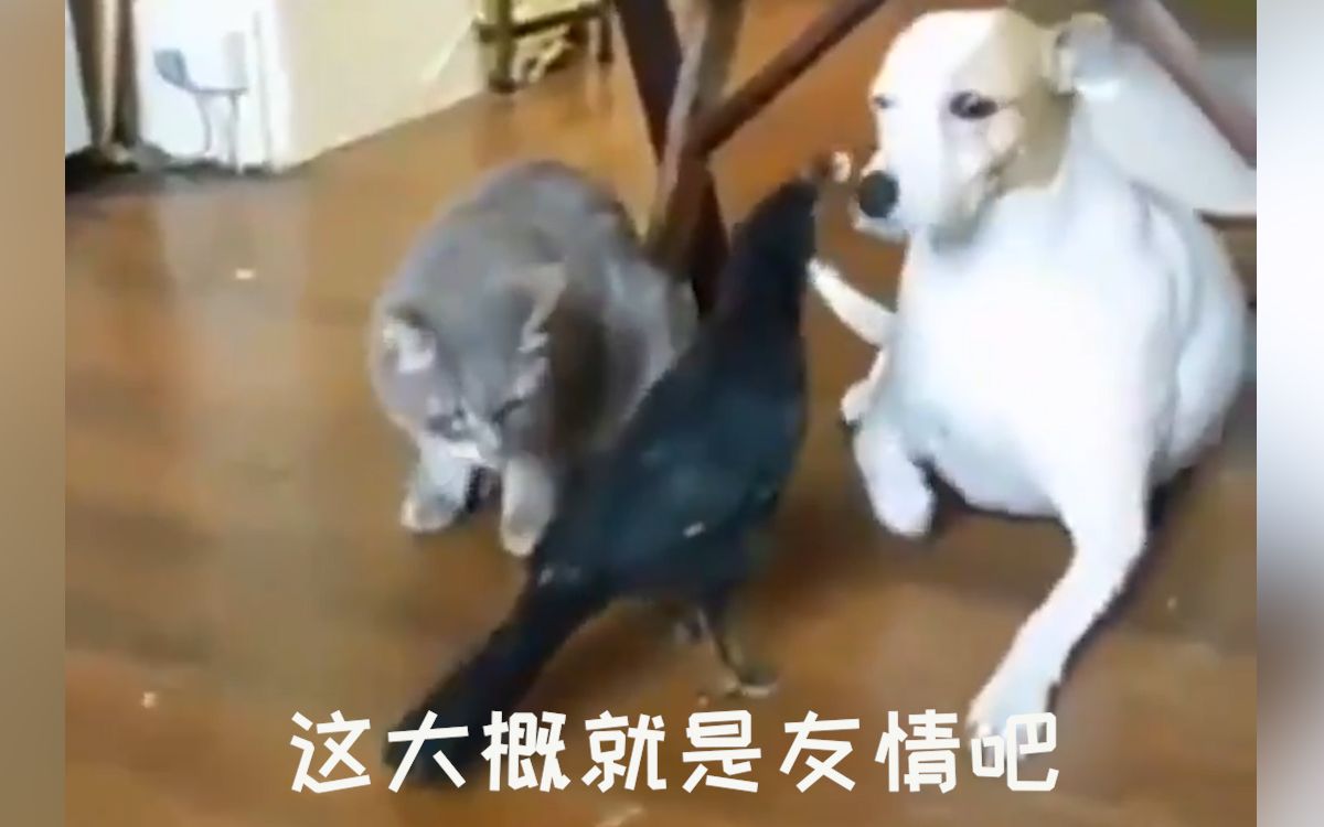 这大概就是友情吧 鸟儿衔食物给猫猫和狗狗吃 哔哩哔哩 つロ干杯 Bilibili