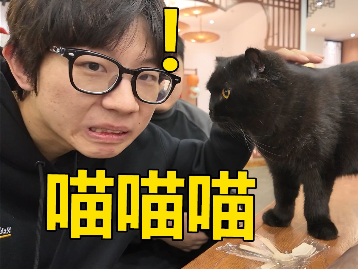 小小迪爱探店之带马哥去神秘猫咖