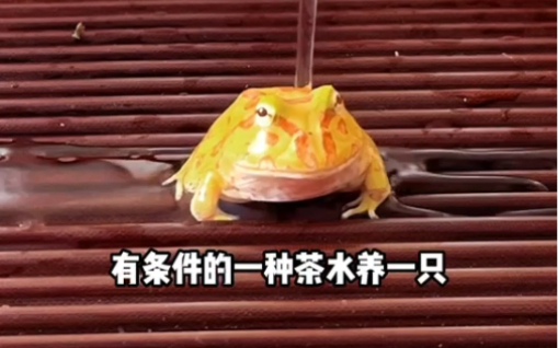 茶宠怎么养？